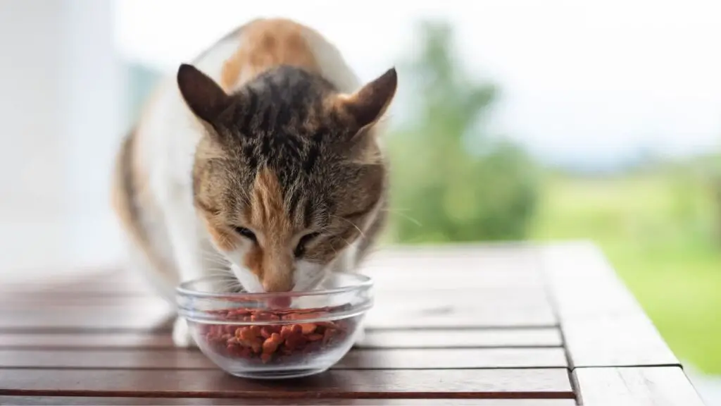 Importance of Nutrition in Your Cat's Health