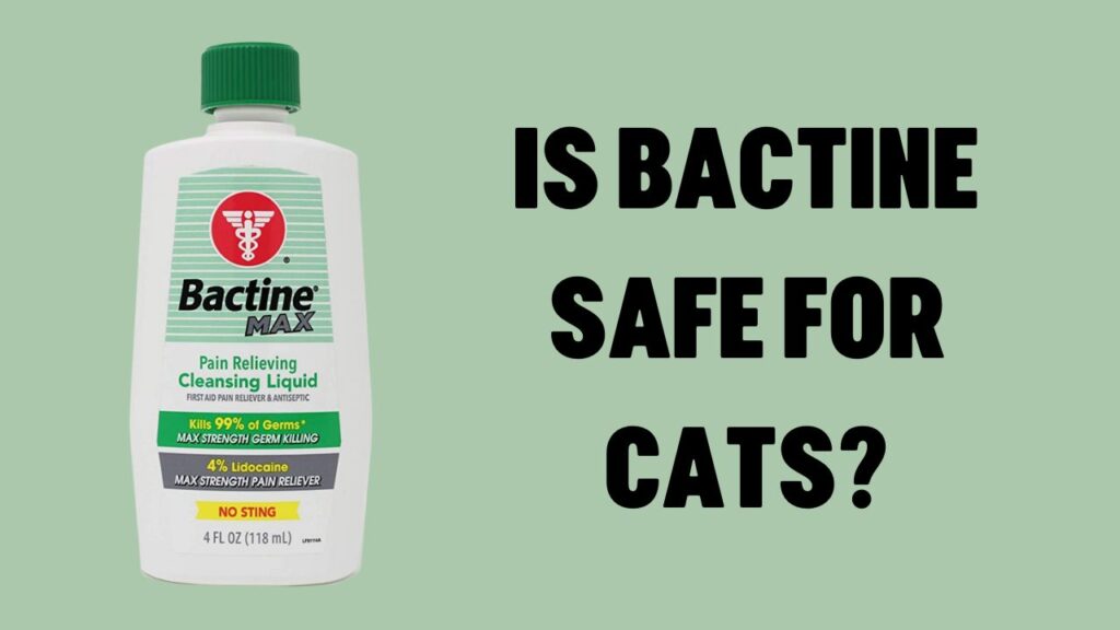 Is Bactine Safe For Cats