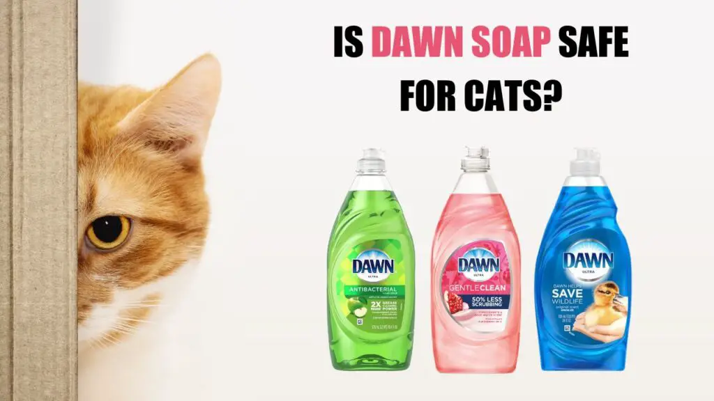 Is Dawn Soap Safe For Cats