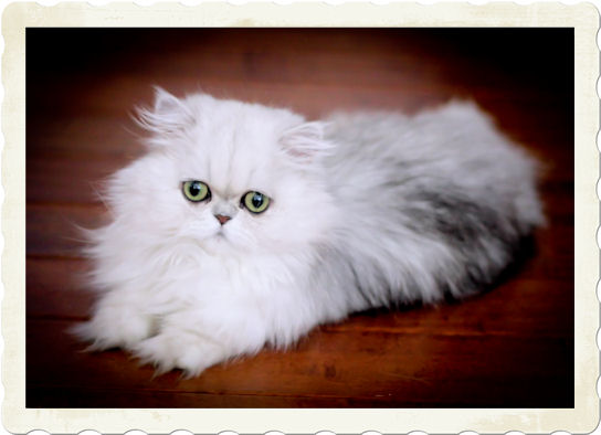 Kelskits Persian Kittens