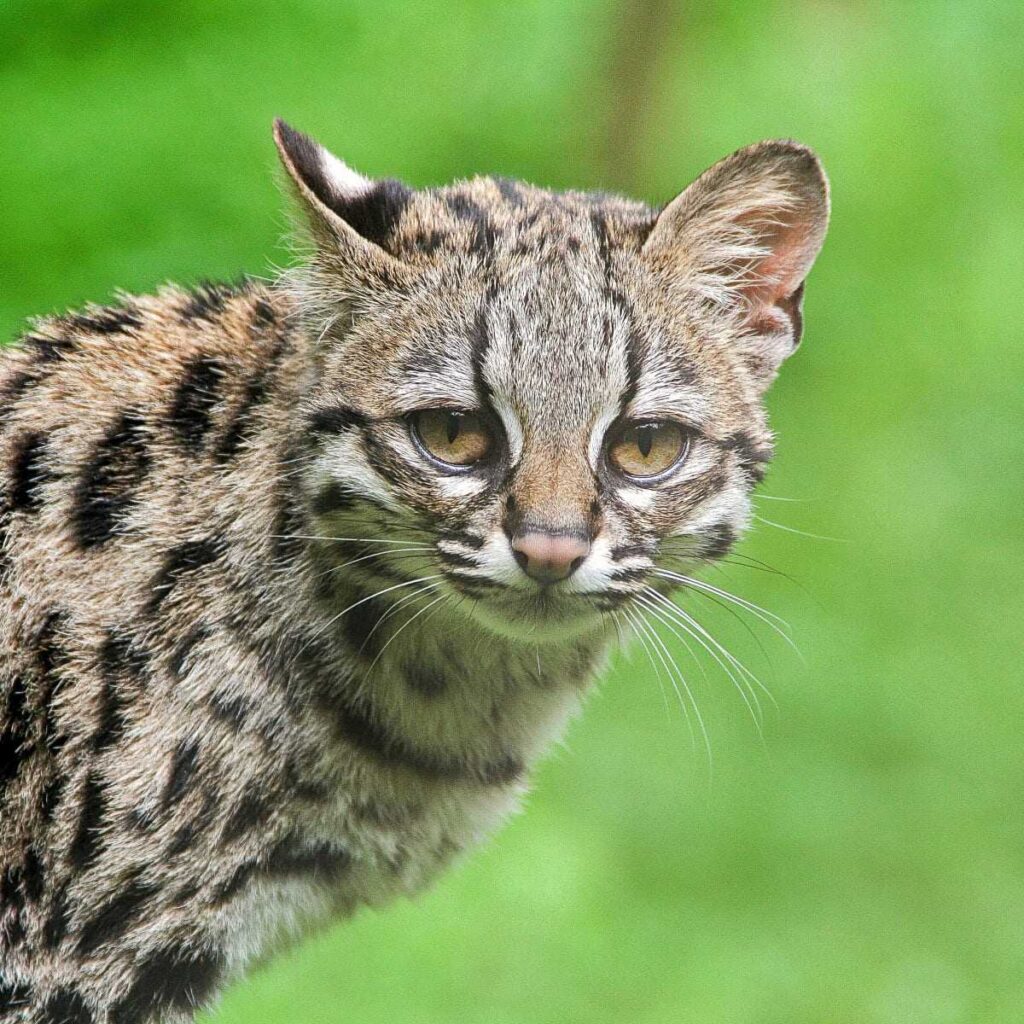 Margay