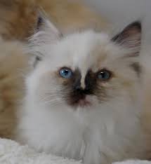 Mid Michigan Ragdoll Cats