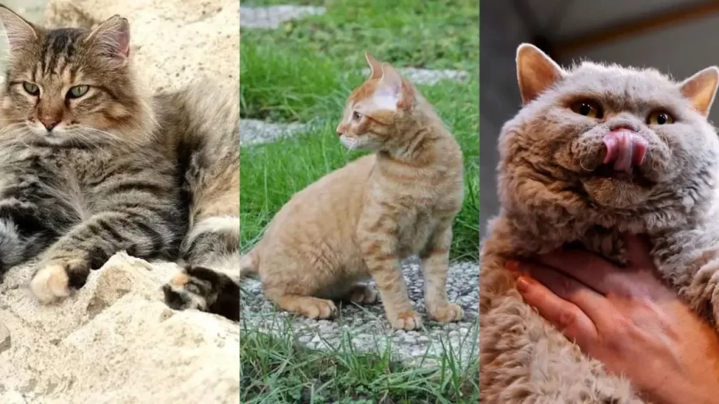 Most Underrated German Cat Breeds