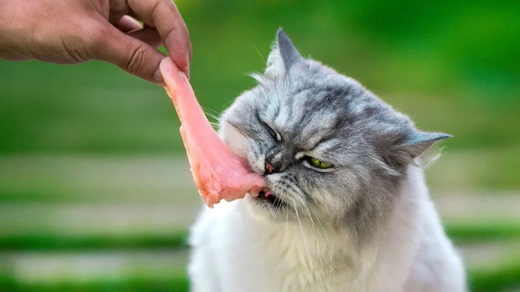 Raw Diet for Cats Risks and Benefits