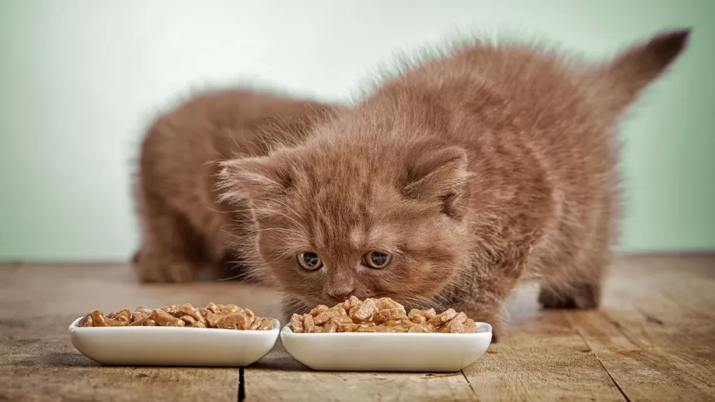 Special Diets for Cats With Health Conditions