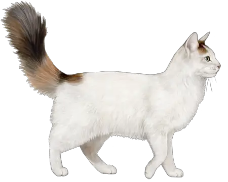 Turkish Van