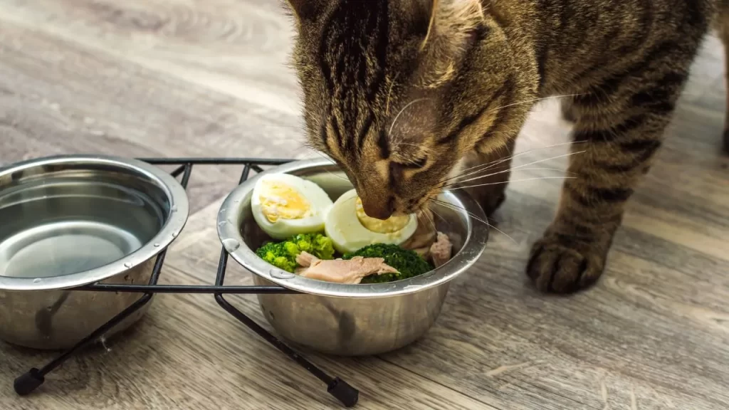 Understanding Dietary Requirements for Different Cat Breeds