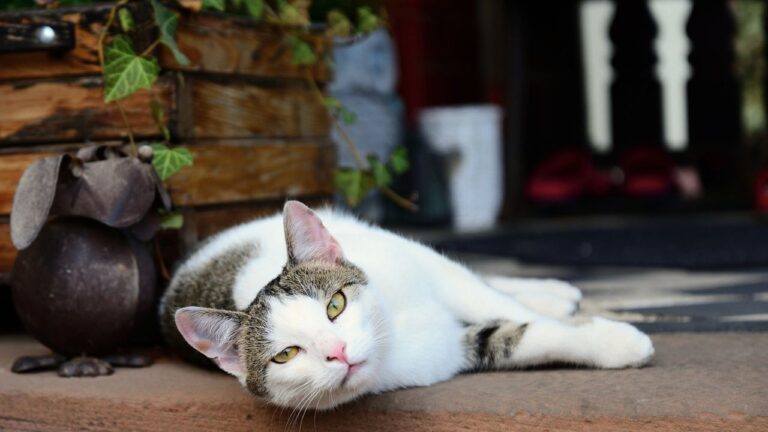 what-does-it-mean-a-cat-sits-on-your-porch-fascinating-reasons