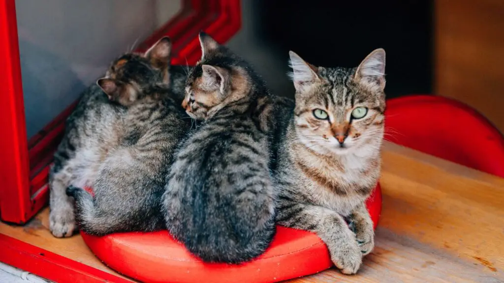 Why Cats Hide Their Kittens
