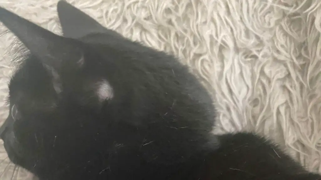Why Do Cats Have Bald Spots Near Their Ears