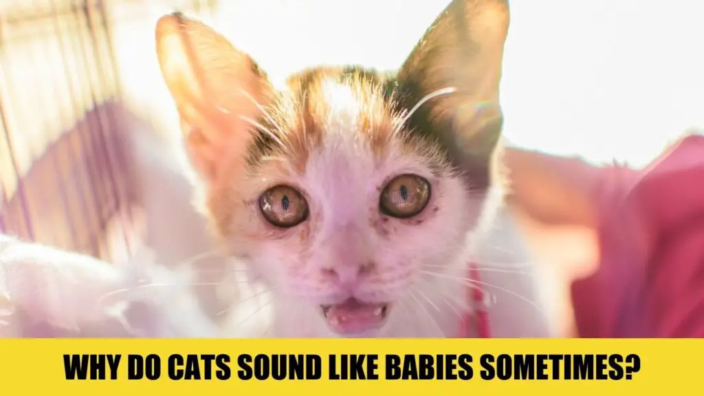 Why Do Cats Sound Like Babies Sometimes