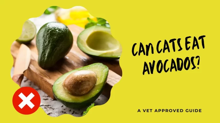 Can Cats Eat Avocados