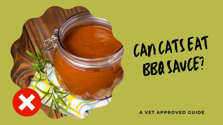 Can Cats Eat BBQ Sauce