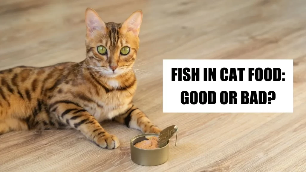 Fish in Cat Food Good or Bad
