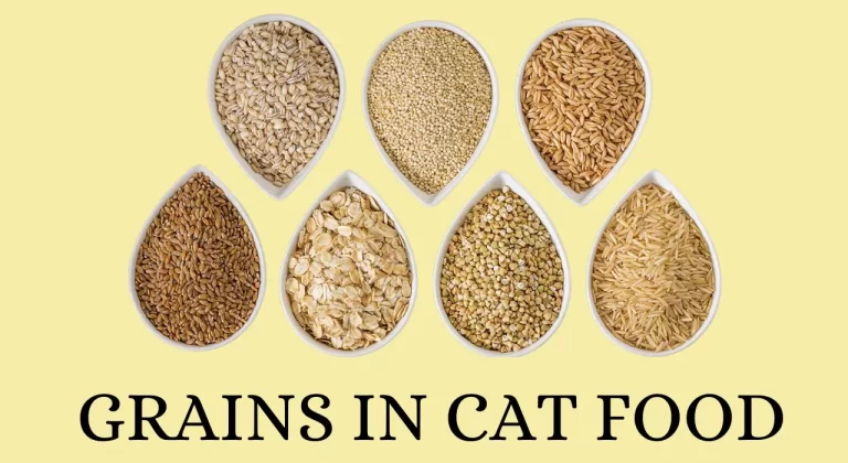 Grains in Cat Food