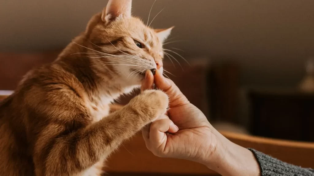 Homemade Treats Your Cats Will Love