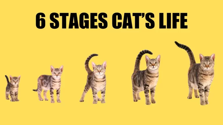 Life Stages of Cats