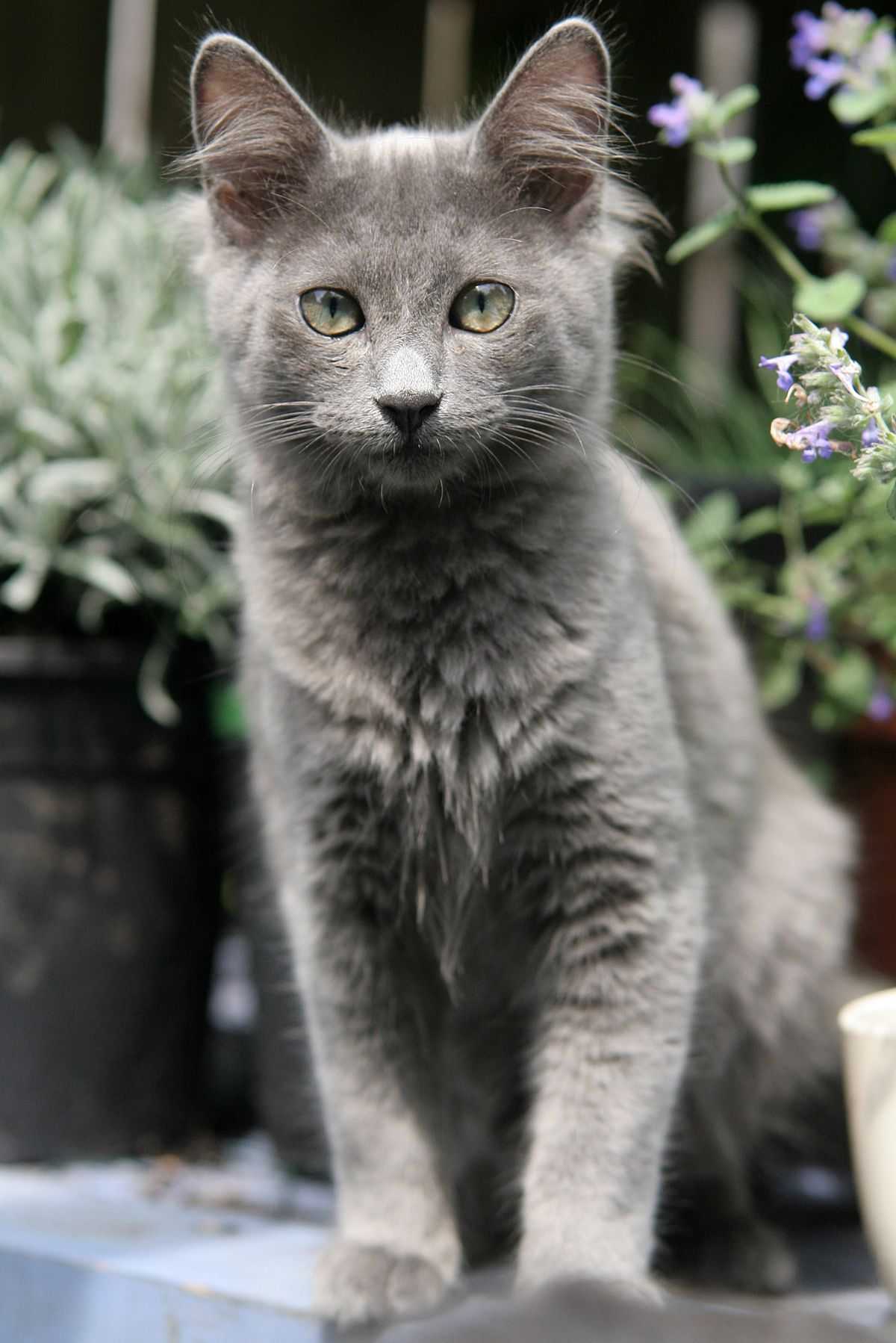 7 Silver Cat Breeds That Will Steal Your Heart (With Pictures)