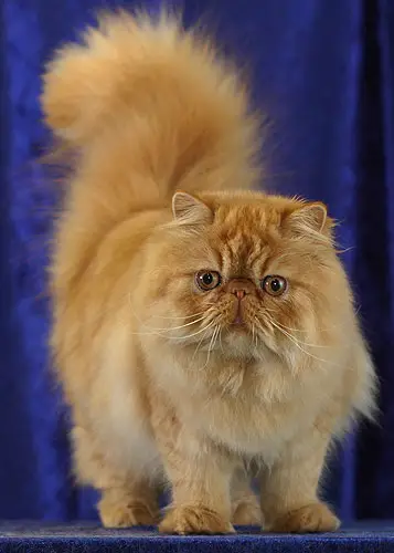 Persian Cat Breed