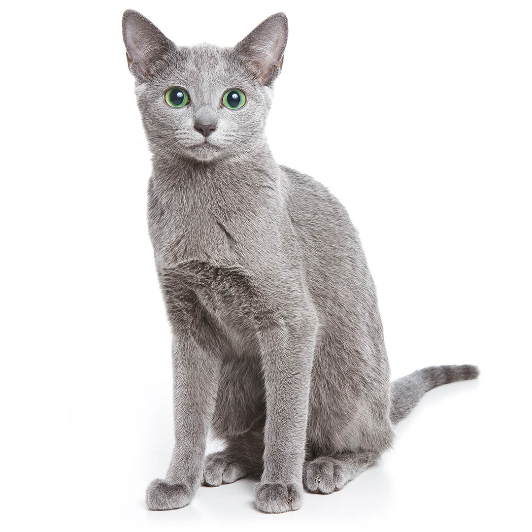 7 Silver Cat Breeds That Will Steal Your Heart (With Pictures)