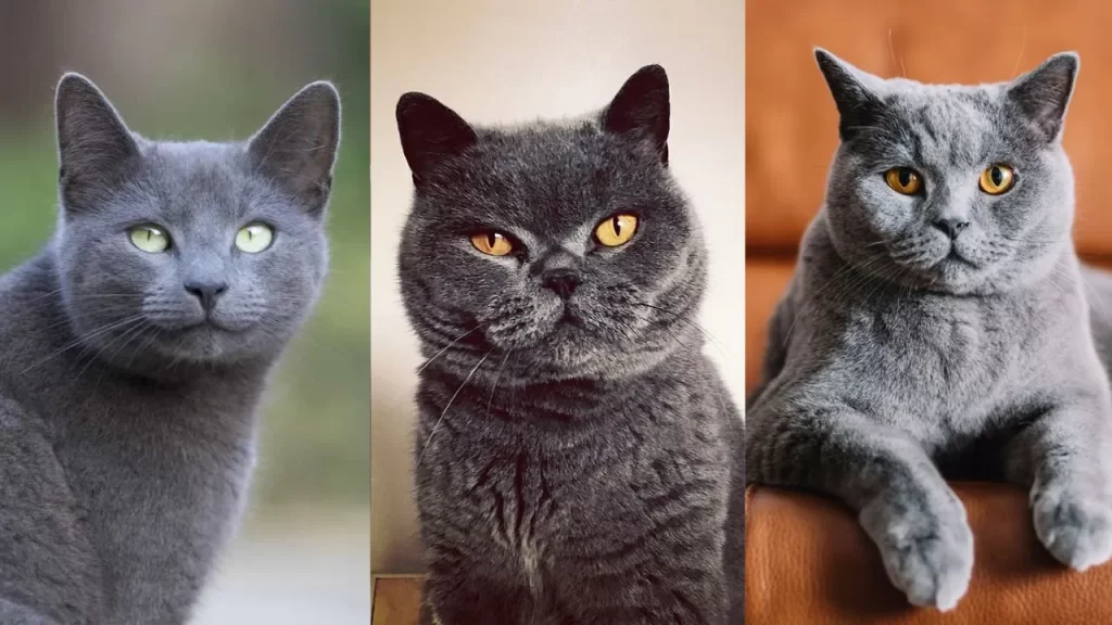 Silver Cat Breeds