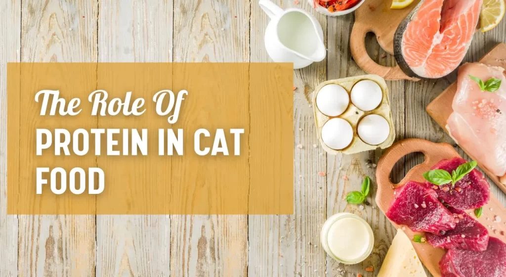 The Role of Protein in Cat Food