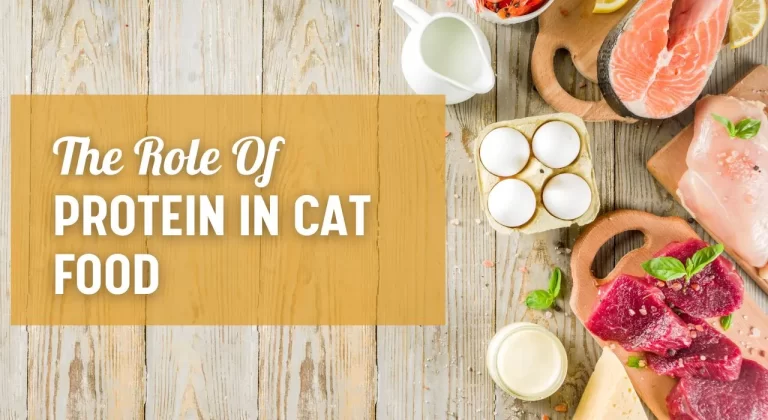The Role of Protein in Cat Food