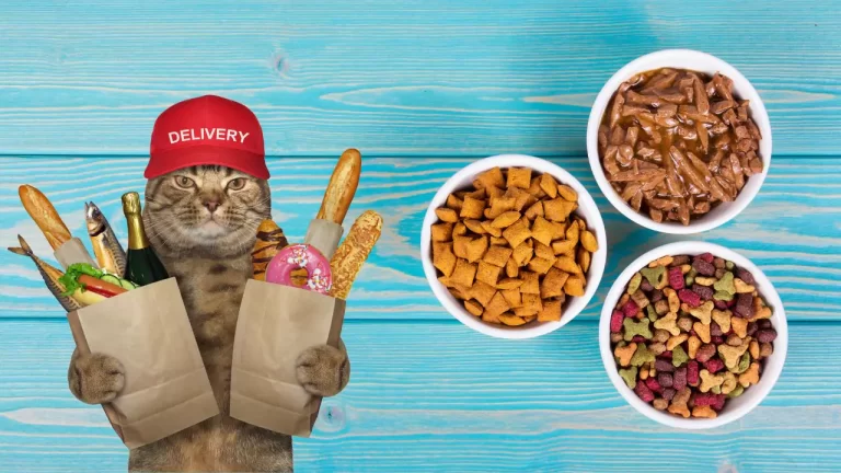 Best Practices for Storing Cat Food
