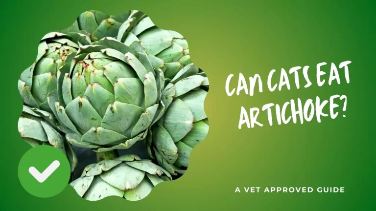 Can Cats Eat Artichoke
