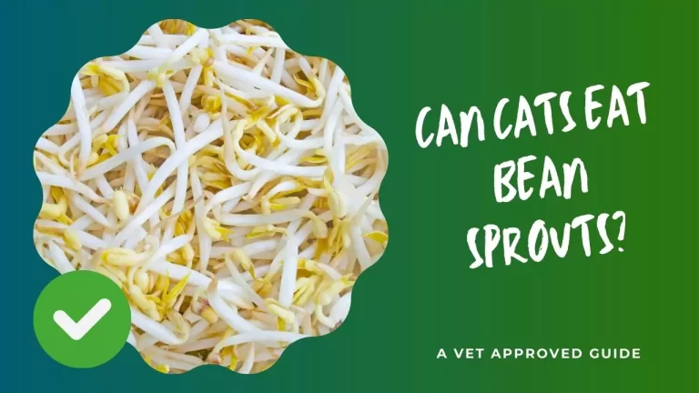 Can Cats Eat Bean Sprout