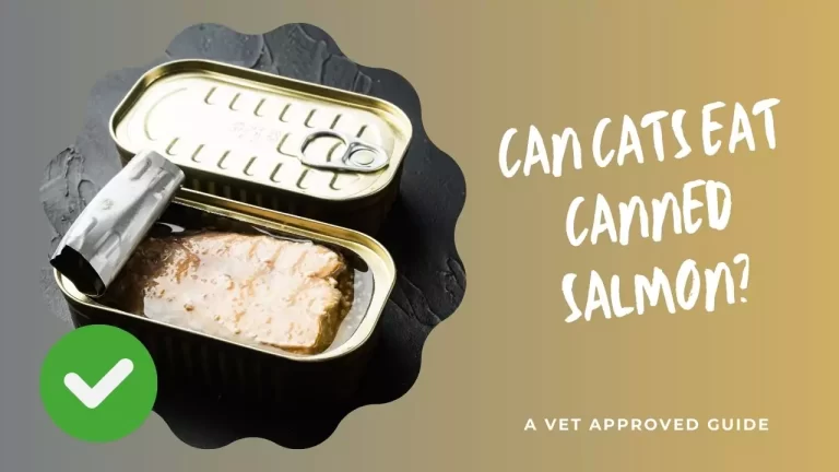 Can Cats Eat Canned Salmon