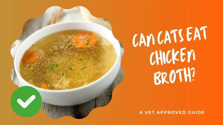 Can Cats Eat Chicken Broth