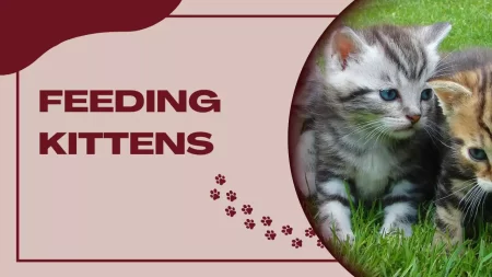 feeding-kittens