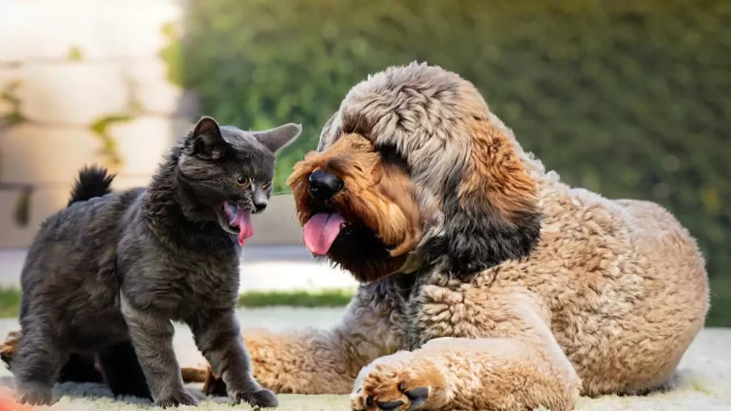 Are Bernedoodles Good With Cats