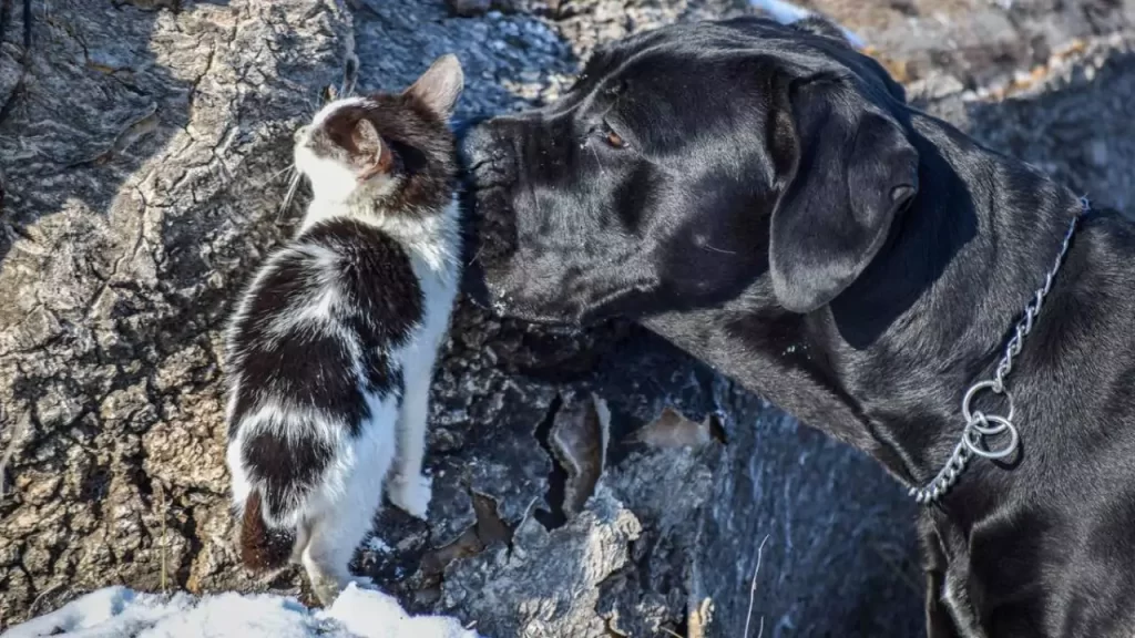 Are Cane Corso Good With Cats