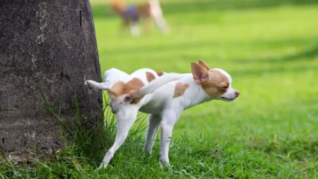 Are Cats Attracted to Dog Urine