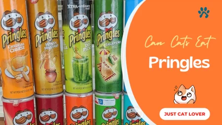 Can Cats Eat Pringles