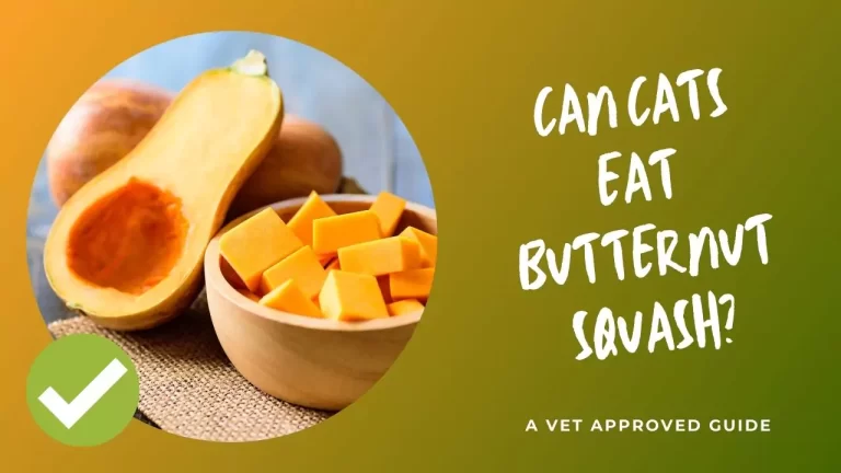 Can Cats Eat Butternut Squash