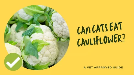 Can Cats Eat Cauliflower