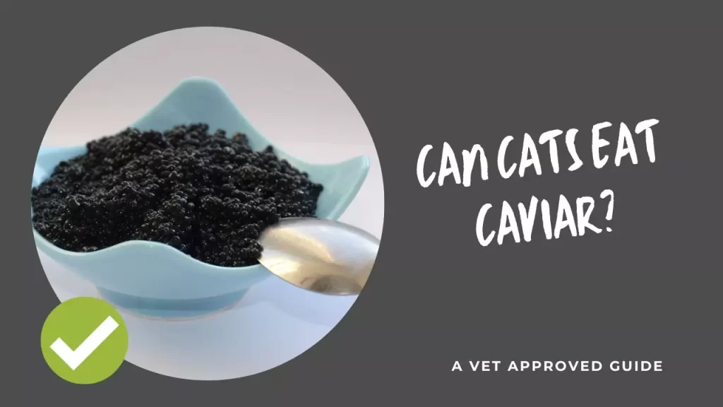 Can Cats Eat Caviar