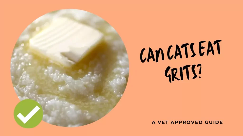 Can Cats Eat Grits