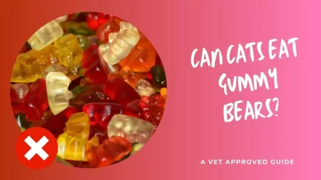 Can Cats Eat Gummy Bears