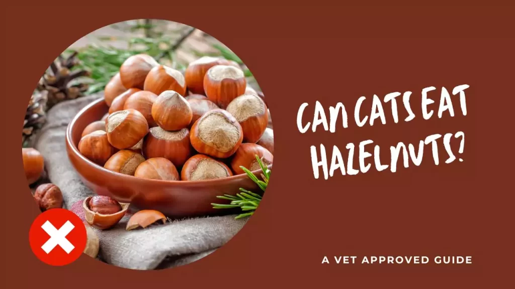 Can Cats Eat Hazelnuts