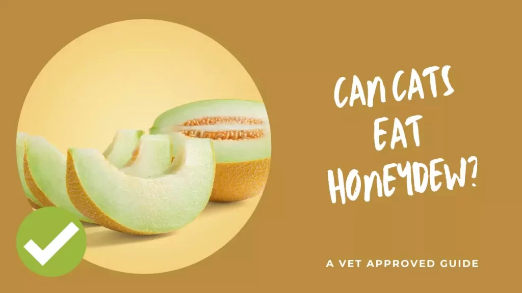 Can Cats Eat Honeydew