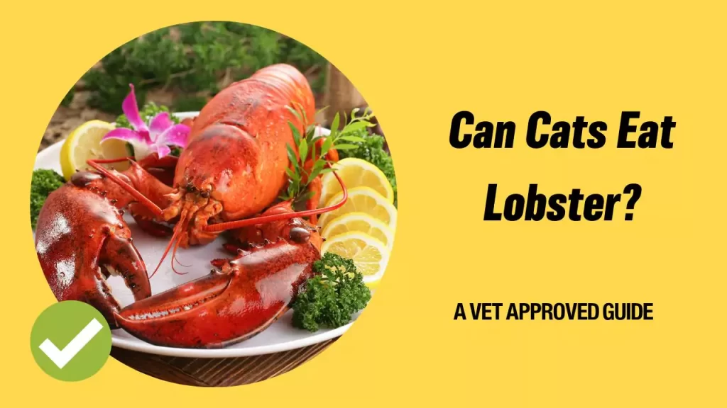 Can Cats Eat Lobster