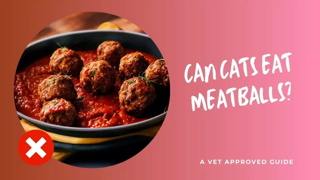 Can Cats Eat Meatballs