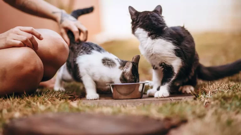 Feeding Cats With Sensitive Stomachs
