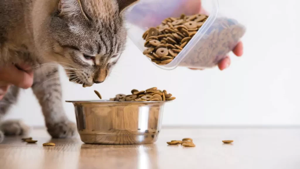 Should Cat Food Bowls Be Elevated