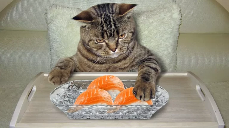 The Dangers of Feeding Cats a Fish-Heavy Diet