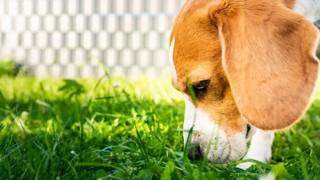 Can Cat Food Make A Dog Throw Up